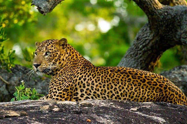 Wildlife Encounters